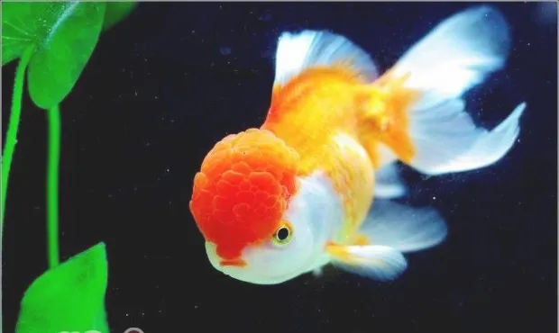 金鱼药浴的盐度比例介绍