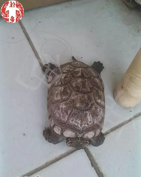 小偏方快速治疗龟的真菌病