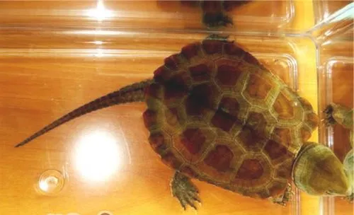 宠物龟夏季应重点预防哪些疾病？