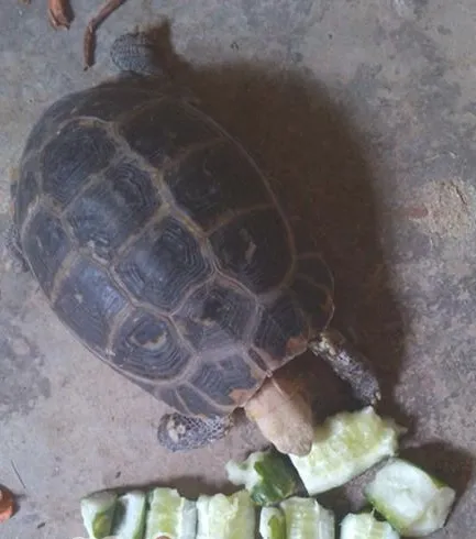 宠物龟会便秘吗？