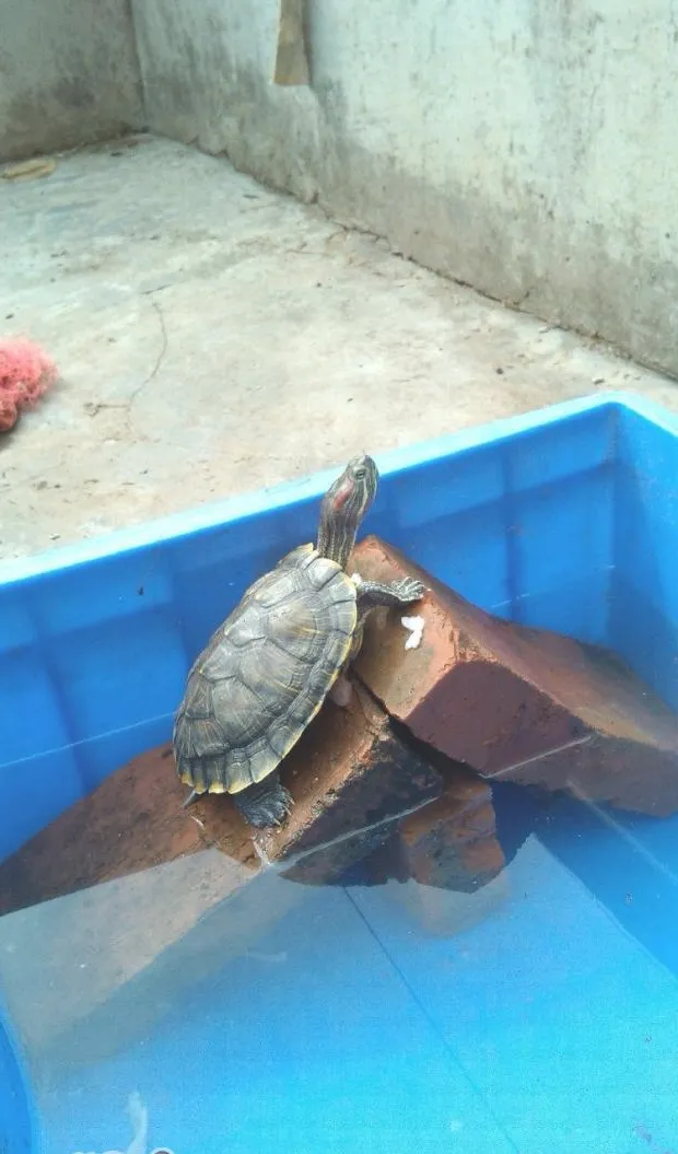 宠物龟常见皮肤病治疗系列之水霉菌病