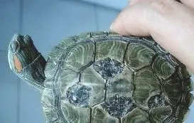 龟龟得了烂甲病该怎么办