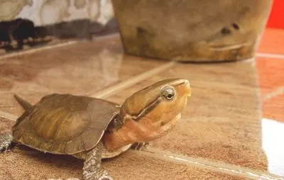 宠物龟腿部皮肤红肿怎么办