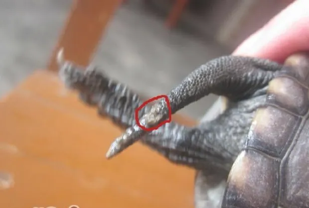 宠物龟常见皮肤病治疗系列之疥疮病