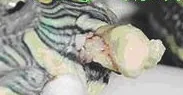 宠物龟中耳炎的临床治疗案例