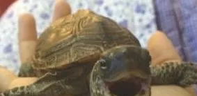 一例中华草龟摔伤临床诊断治疗案例