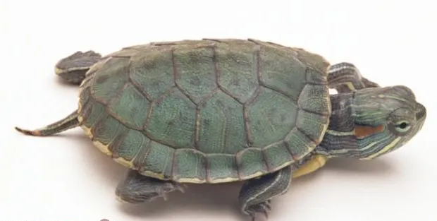 龟龟的常见疾病