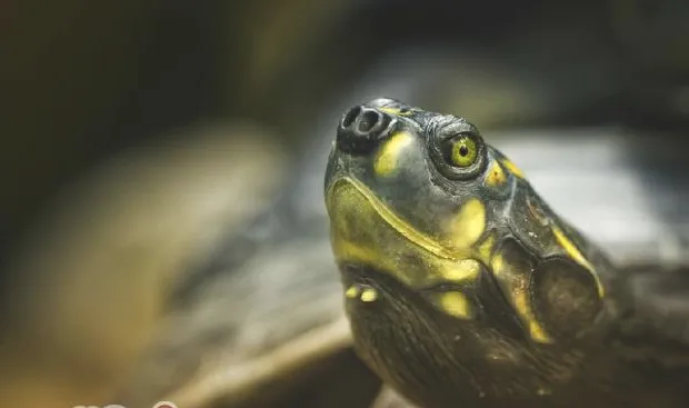 教你应对宠物龟食欲不佳的方法