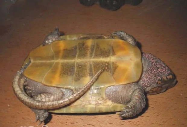 宠物龟的中暑预防治疗