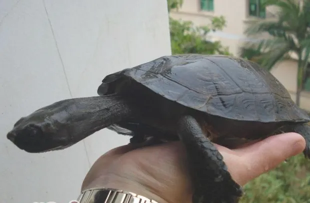 龟龟繁殖需要的条件