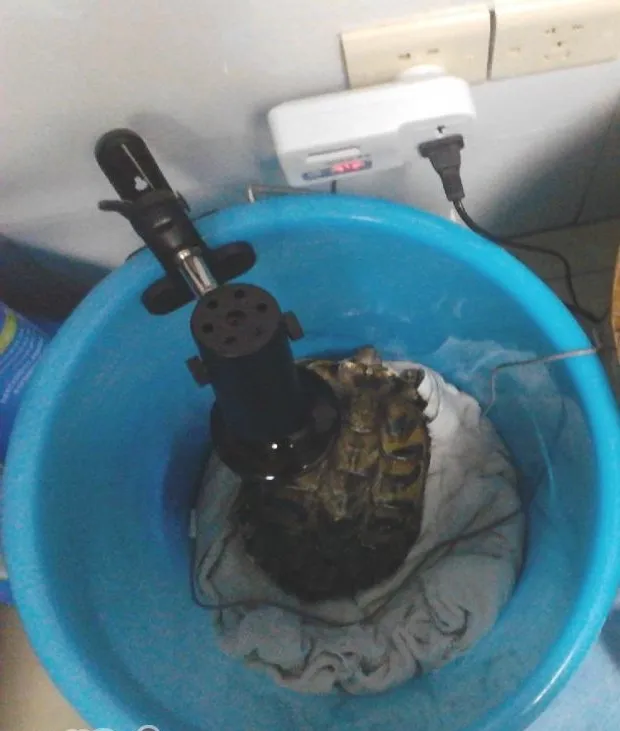 一例中华草龟摔伤临床诊断治疗案例