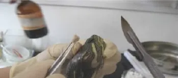 宠物龟中耳炎的临床治疗案例