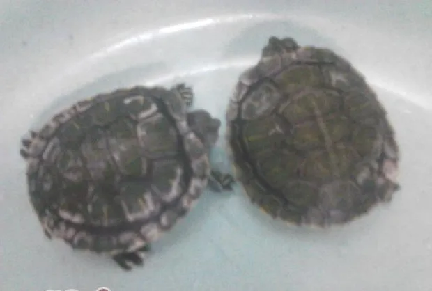 宠物龟常见皮肤病治疗系列之水霉菌病