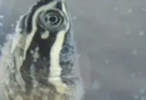 宠物龟常见皮肤病治疗系列之水霉菌病