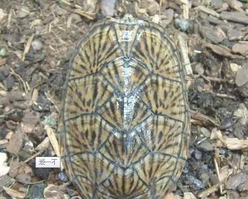 虎纹麝香龟繁殖孵化简介（图）