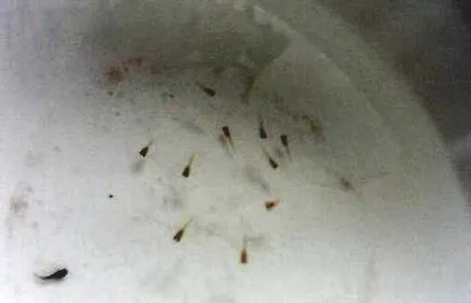 凤尾鱼崽怎么养