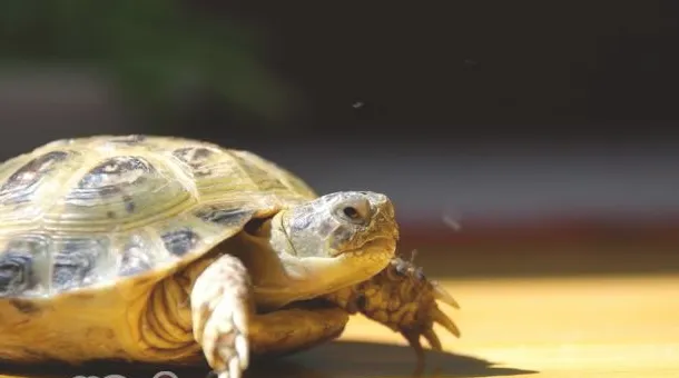 如何预防龟龟肠炎病