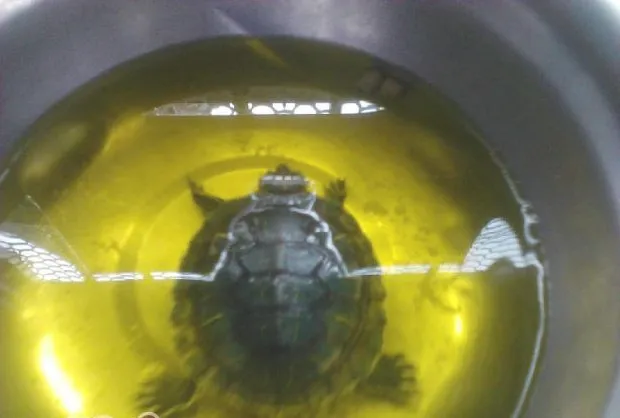 宠物龟常见皮肤病治疗系列之水霉菌病