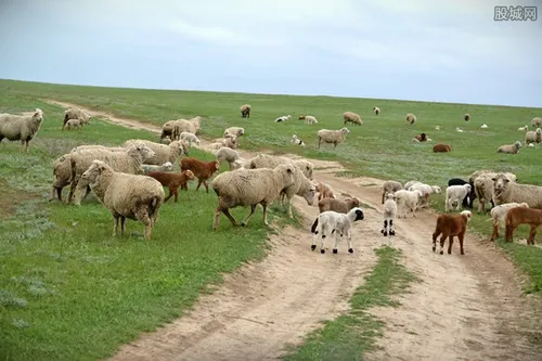 首批4000只蒙古国捐赠羊今日交付 1只羊值多少钱