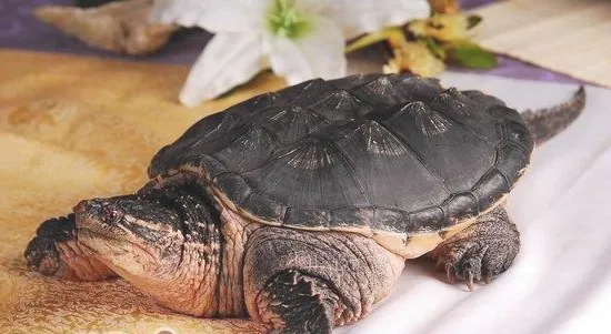 鳄鱼龟容易患的疾病有哪些