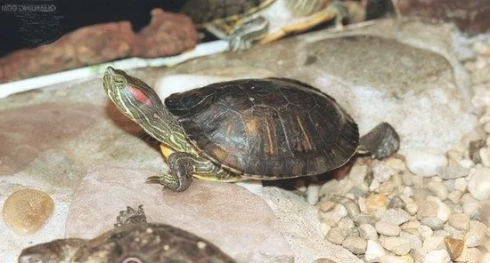 宠物龟腿部皮肤红肿怎么