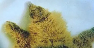 宠物龟常见皮肤病治疗系列之水霉菌病