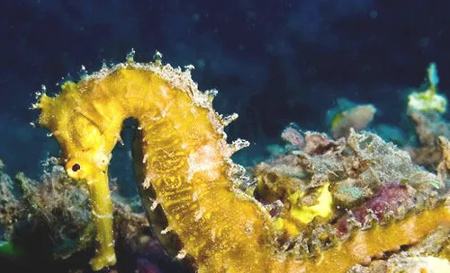 海中之马，海马该怎么饲养？