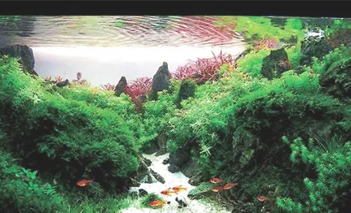 水族造景中是否一定要使用二氧化碳？