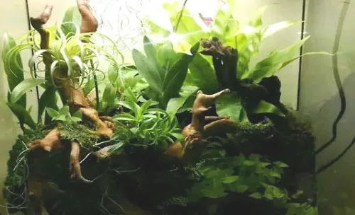 水族雨林缸的制作方法