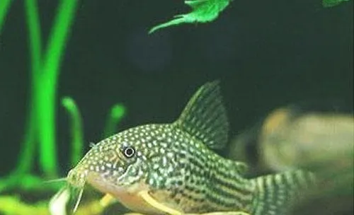鼠鱼的品种及新鱼饲养方法