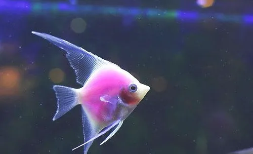 燕鱼繁殖要注意什么？