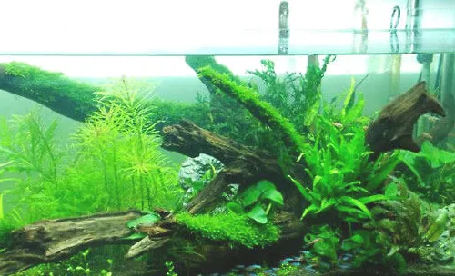 水族箱有必要装备二氧化碳钢瓶吗？