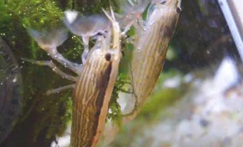 水族养殖中一些去除藻类的方法