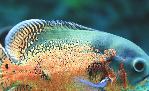 水族养殖中一些耐高温的鱼类