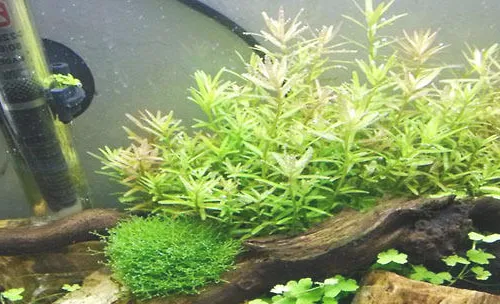 宫廷科水草的一些饲养方法
