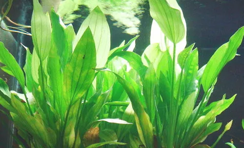 水族养殖中水草肥料的选择
