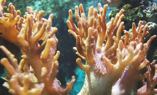 水族箱中的珊瑚是怎么繁殖的？