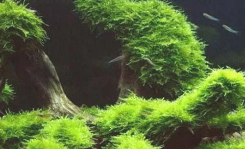 水族箱内水草摆放及配置的规则
