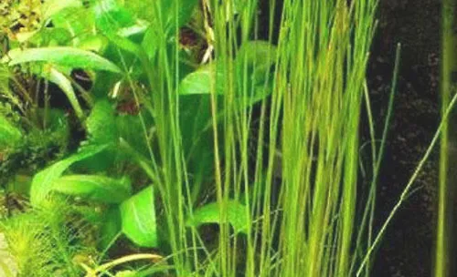 莎草科水草的饲养方法