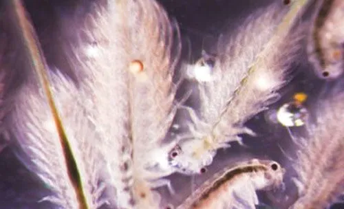 自制丰年虾的孵化器
