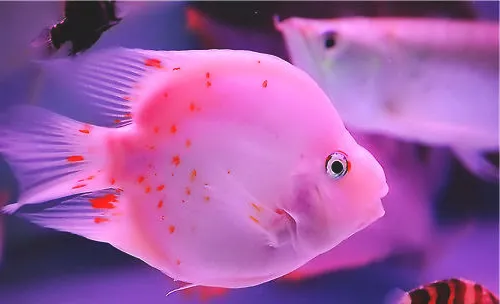 鱼缸加热棒的选购要点