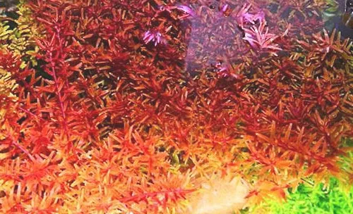 宫廷科水草的一些饲养方法