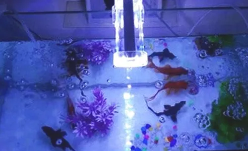 家庭鱼缸的照明设备怎么选？
