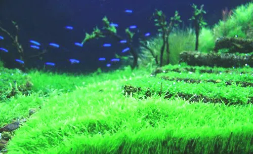 水族箱二氧化碳添加的时间和注意事项