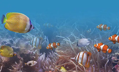 金鱼饲养的水源选择