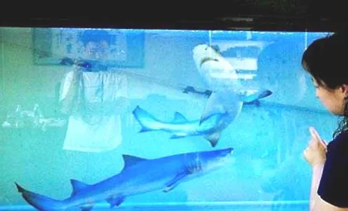 淡水观赏鲨鱼有几种？宠物鲨鱼有哪些？