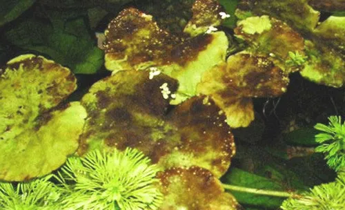 鱼缸内易生的藻类