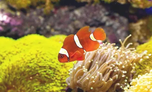 素食海水鱼如何喂养