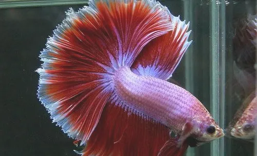 水族箱加热棒的选购要点
