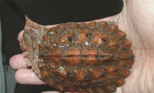 购买宠物龟要注意防骗